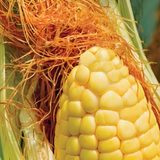 Maçaroca com barbas de milho